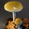 Zdjęcie: muchomor sromotnikowy 3 - Amanita phalloides.jpg